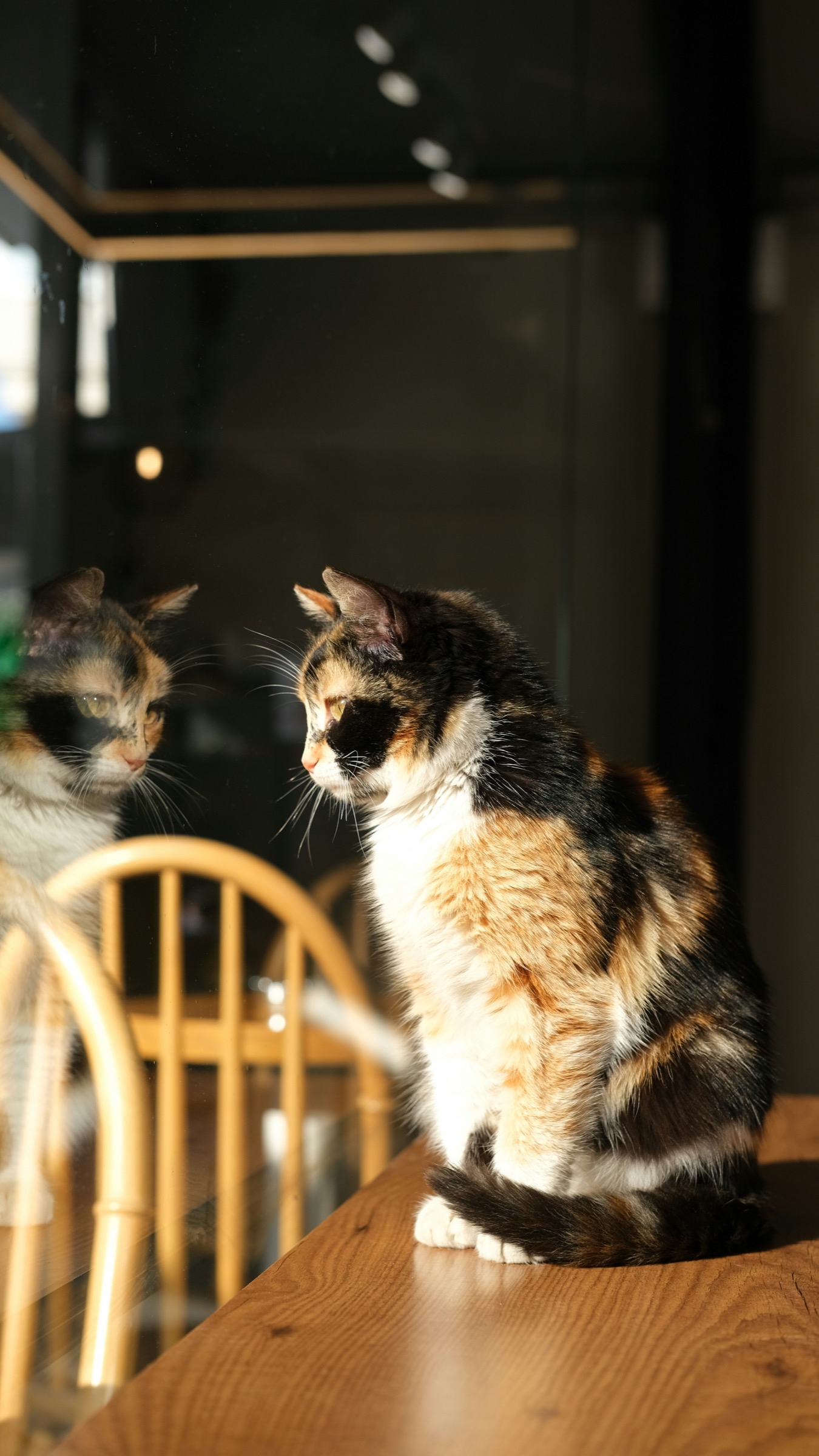 CoffeeCats